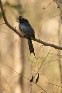 drongo